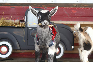 goat on tire