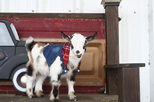 goats in hay closeup